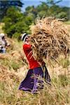 Riz Harvest, Okkampitiya Ihalagama, Sri Lanka