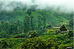 Teeplantage, Nanu Oya, Zentralprovinz in Sri Lanka