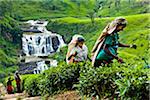 Tea Pickers at Tea Plantation by St. Clair's Falls, Nuwara Eliya District, Sri Lanka