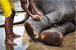 Man Washing Elephant's Feet before Perahera Festival, Kandy, Sri Lanka