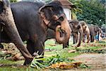 Éléphants mangent avant Perahera Festival, Kandy, Sri Lanka