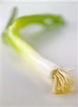 Still Life of Green Onion