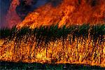 SUGAR CANE FIRE QUEENSLAND AUSTRALIA