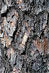 1990s PINE BARK CLOSE-UP