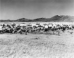 MOVIE STILL OF THE  STARTING LINE OF OKLAHOMA LAND RUSH 1893