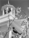 1950s ROBIN PERCHED ON BLOSSOMING BRANCH WITH CHURCH STEEPLE IN BACKGROUND