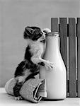 1960s KITTEN STRADDLED ON HIND LEGS OVER ROLLED NEWSPAPER REACHING UP INTO MILK BOTTLE AT FENCE TO REACH CREAM