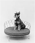 1950s SCHNAUZER DOG SITTING PRETTILY POSED IN BRASS DOGGIE BED