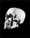 1930s PROFILE OF HUMAN SKULL WHITE BONE ON BLACK BACKGROUND