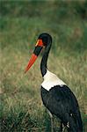 RÉSERVE animalière de MASAI MARA, KENYA femelle SADDLEBILL cigogne mâle Ephippirhynchus senegalensis