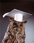 1990s WISE OLD OWL WEARING WHITE MORTARBOARD GRADUATION CAP