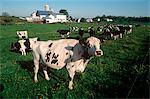 DAIRY CATTLE IN THE FIELD