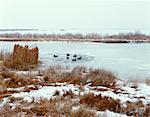 1970s TWO MEN DUCK HUNTING IN WINTER AIMING GUNS FROM BEHIND REED BLIND IN MARSH