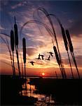 1980s DUCKS FLYING IN SUNSET CATTAILS IN FOREGROUND