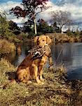 1980s GOLDEN RETRIEVER HOLDING A DEAD DUCK IN MOUTH