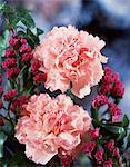 TWO PINK CARNATIONS