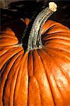 AUTUMN HARVEST PUMPKIN CLOSE UP