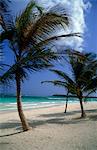 PLAGE DES CARAÏBES AVEC PALM ARBRES RIVIERA MAYA, MEXIQUE