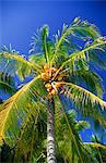 PALM TREE, PLAYA DEL CARMEN, MEXIQUE