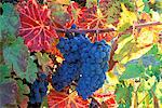 WINE GRAPES ON VINE WITH FALL COLORED LEAVES NAPA VALLEY CALIFORNIA