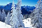 ARBRES DE PAYSAGE D'HIVER PANORAMIQUE ET MONTAGNES COUVERTES DE NEIGE