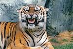 BENGAL TIGER Panthera tigris INDIA AND PARTS OF ASIA