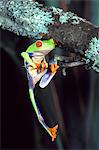 RED-EYED TREE FROG Agalychnis callidryas CENTRAL AMERICA