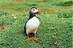 Atlantic Puffin, Skomer Island, Pembrokeshire Coast National Park, Pembrokeshire, Wales