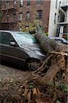 Arbre tombé sur la voiture