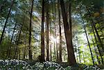 Sun shining through trees in forest