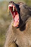 Chacma baboon yawning, Kruger National Park, Africa