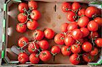 Overhead view of ripe tomatoes