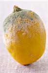 Close-up of Moldy Lemon
