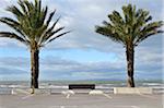 Banc et palmiers près de l'océan