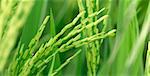 close up photo of green paddy rice