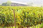 Rows of grapes in Thailand