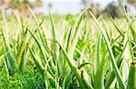 Aloe vera plantation outdoors in Thailand