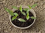 pepper seedlings in plastic cup