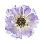 Scabiosa  isolated