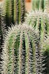 Cardon cacti closeup