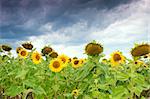 sunflower field with dramatic sky