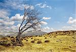 Dramatic landscape with lonely dry tree against the blue sky