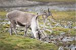Wild  reindeer in green tundra