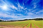 Farmland furrows in perspective with blue skies