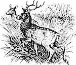 Deer cervus nippon in the grass