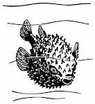 Porcupine fish in the water