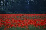 deer hides in the beautiful red poppy field