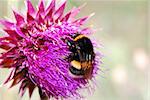 bumblebee sitting on purple thistle flower and sucks