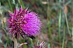 beautiful fresh purple violet thistle in nature