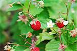 fresh sweet red strawberry in summer forest